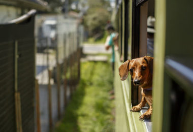 Vagão de trem pet friendly é o primeiro do Brasil a permitir pets soltos