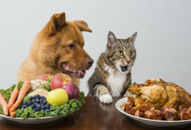 Dietas veganas ou vegetarianas podem ser um problema para pets