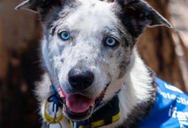 Conheça o cão australiano que ajuda a salvar coalas de incêndios florestais