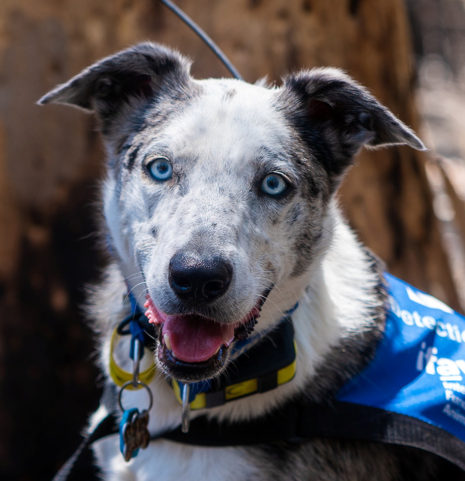 Conheça o cão australiano que ajuda a salvar coalas de incêndios florestais
