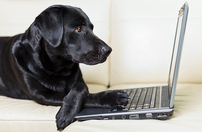 Filhote de cachorro peludo