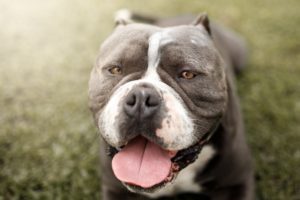 cachorro pitbull em um gramado