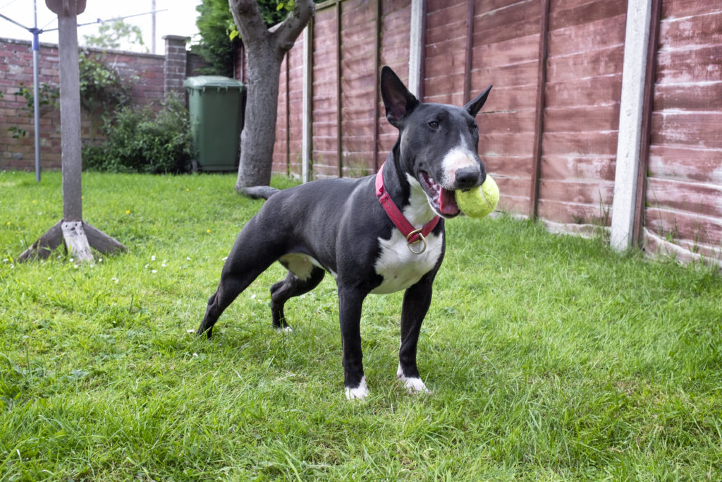 Bull Terrier brincando de bolinha