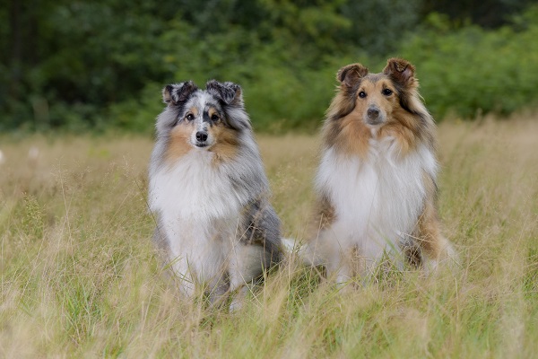 O Pastor Inglês é O Mais Inteligente Do Mundo. Collie Da Fronteira Marrom  No Treinamento De Serviço De Pastoreio Fica Feliz Sob a Imagem de Stock -  Imagem de amizade, animais: 215435891