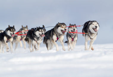 O temperamento do Malamute do Alasca