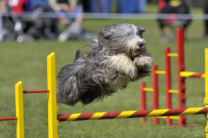 cachorro durante o percurso de agility