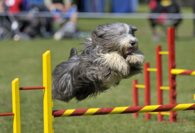 Quatro curiosidades sobre o Bearded Collie
