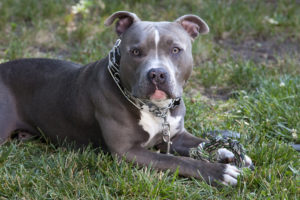 Pitbull deitado na grama