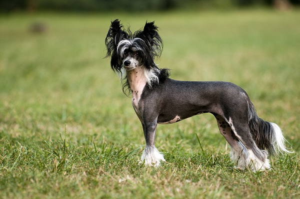 Cão de Crista Chinês na grama