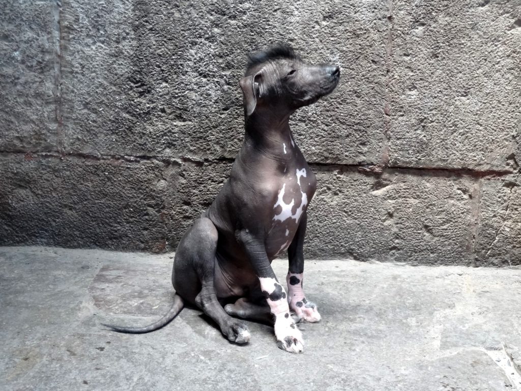 Cão pelado peruano sentado