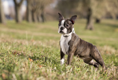 As cores do Boston Terrier