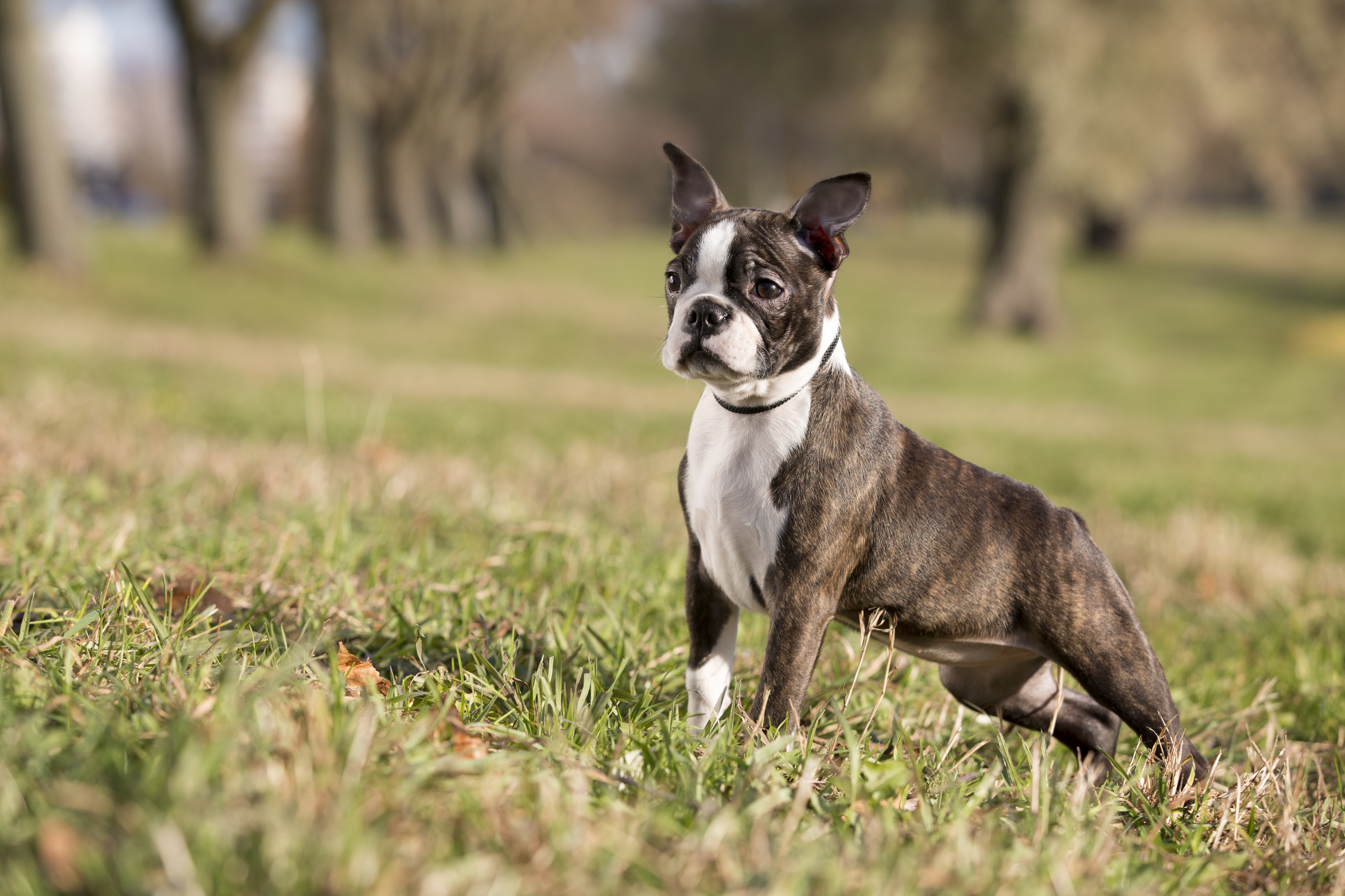 Saiba tudo sobre o Boston Terrier