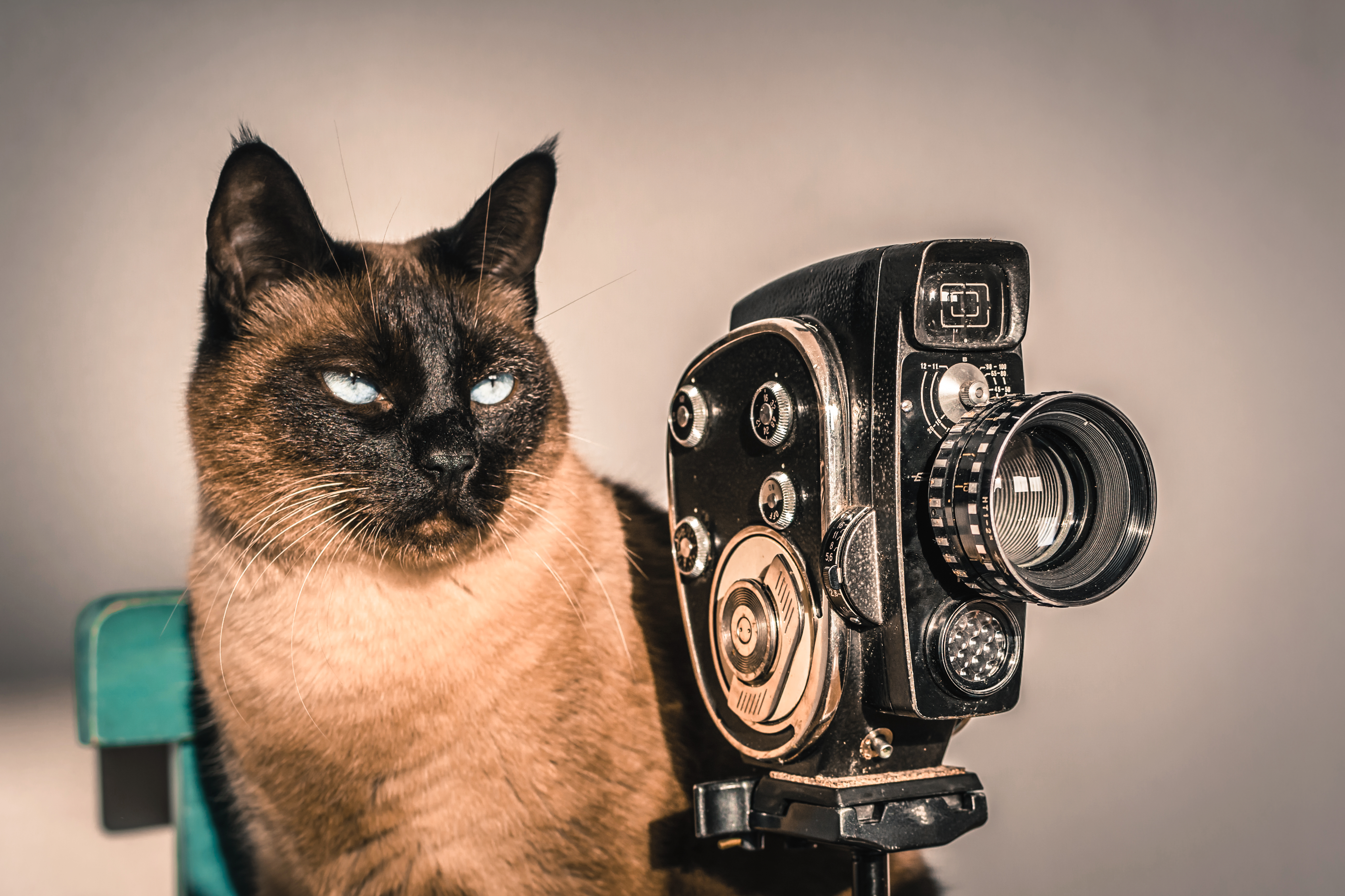 Cinco filmes divertidos com gatos