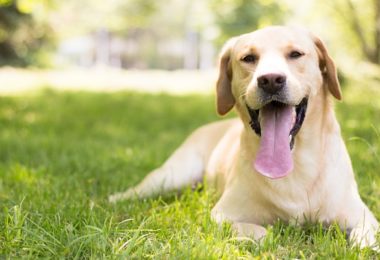 Labrador Retriever – Principais doenças