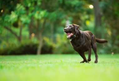Estudo mostra como calcular “idade humana” de cães