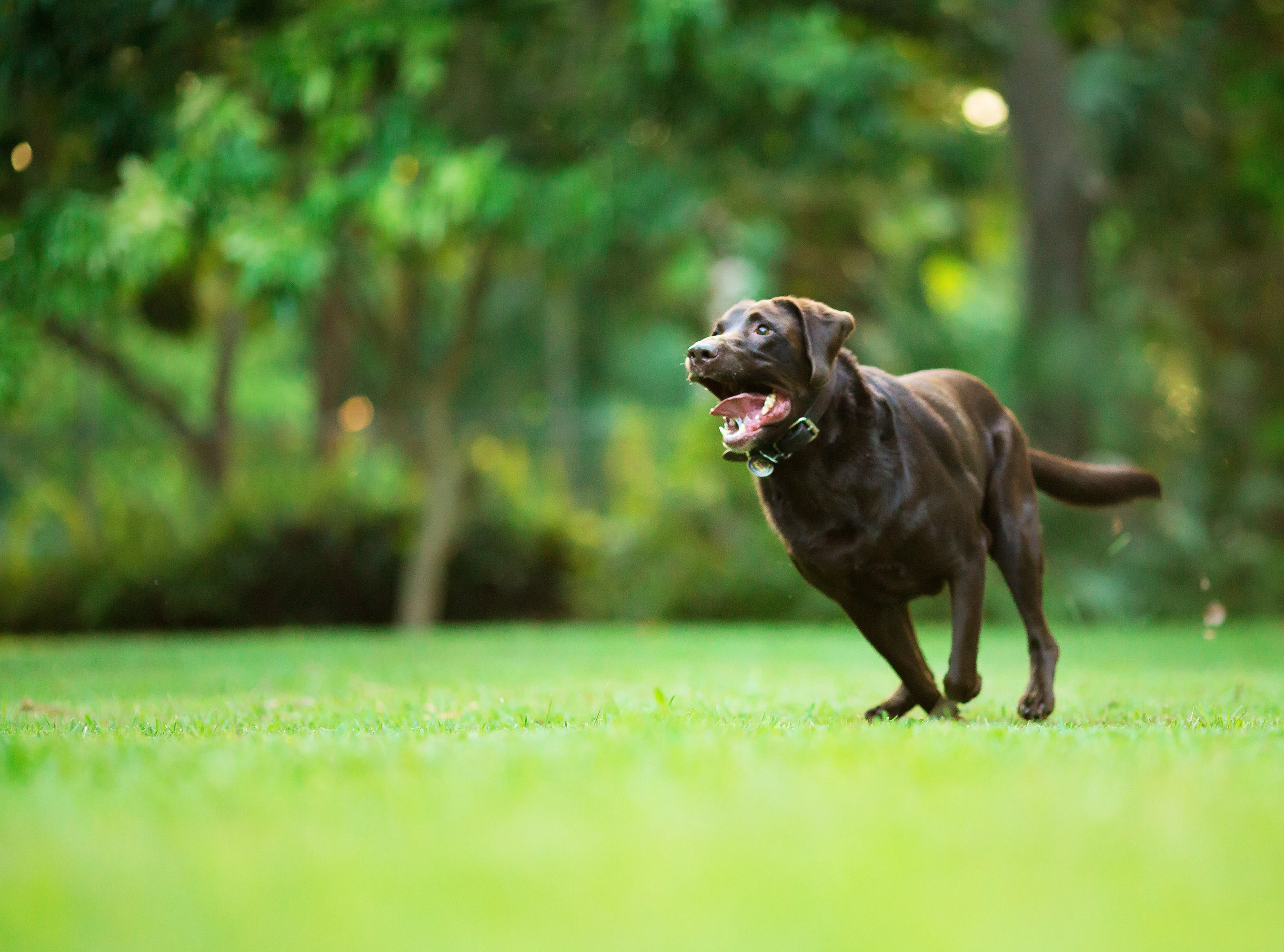 Calculadora revela idade 'real' de cães e a idade 'canina' dos