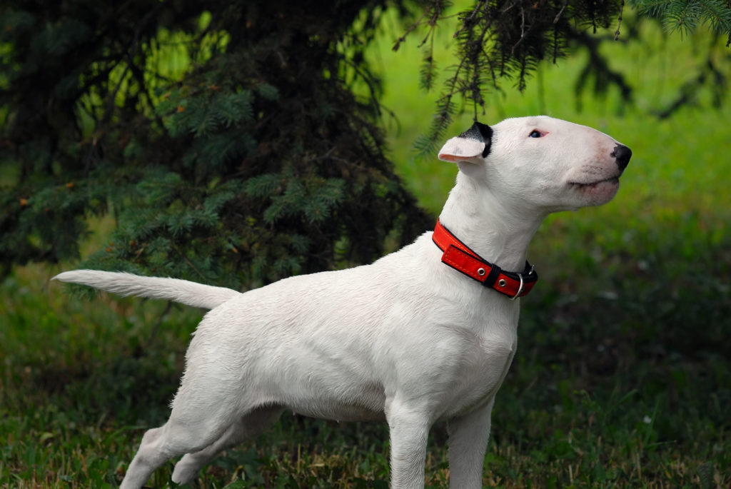 Cachorro Bull Terrier branco
