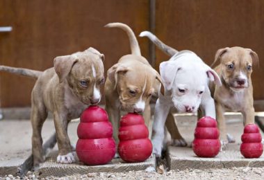 Dispenser de alimentos são ótimos para seu cachorro