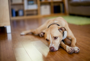 Problemas de comportamento podem ser confundidos com “autismo” em cães