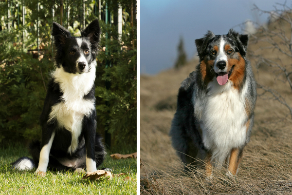 Border Collie: conheça tudo sobre a raça