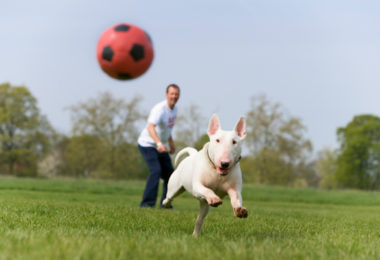 O temperamento do Bull Terrier