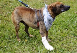 Cachorro atendido pelo Samu Veterinário