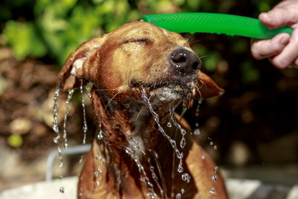 Como proteger seu pet do calor intenso