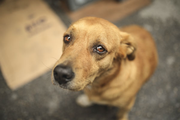 Brasil tem quase quatro milhões de pets em condição de vulnerabilidade
