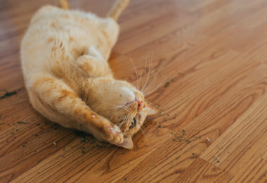 Por que os gatos ficam tão alterados quando usam catnip?