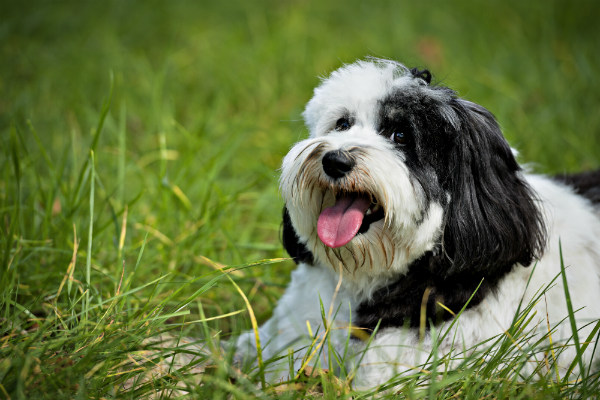 O temperamento do Bearded Collie
