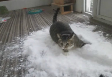 Gato vê neve e sua reação viraliza