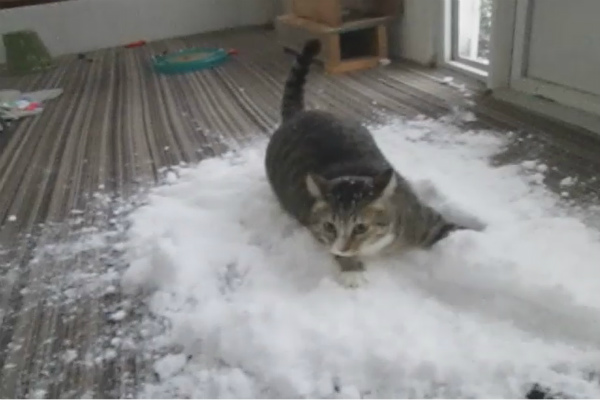 GATOS na NEVE pela primeira vez ❄️🐈 (Vídeos FOFOS) 