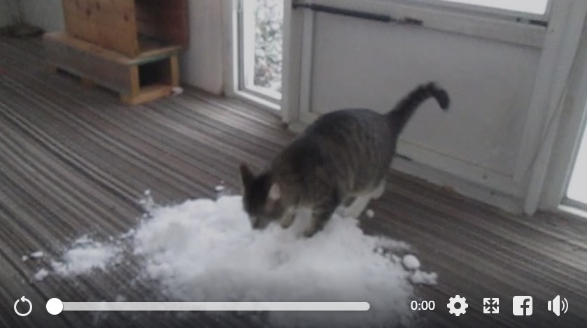 GATOS na NEVE pela primeira vez ❄️🐈 (Vídeos FOFOS) 