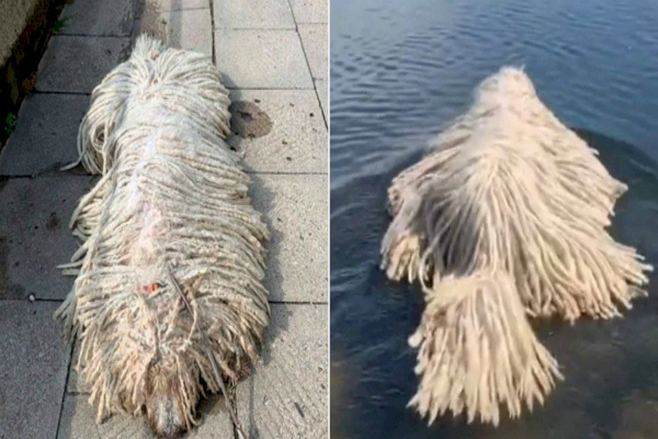 Cachorro confundido com esfregão vira febre na web