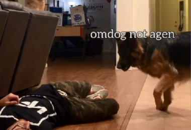 Homem simula desmaio e reação de cães viraliza nas redes sociais