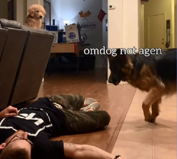 Homem simula desmaio e reação de cães viraliza nas redes sociais