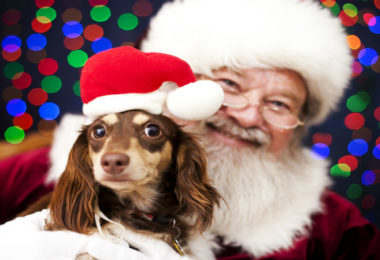 Confira alguns shoppings em que seu pet pode tirar foto com o Papai Noel