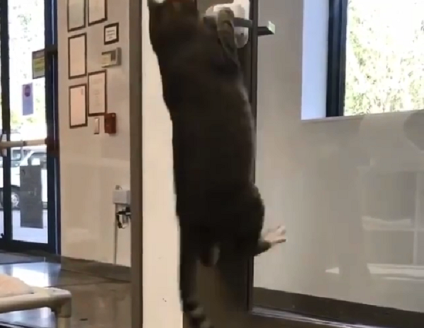 Conheça o gato que abria as gaiolas do abrigo para seus amigos fugirem