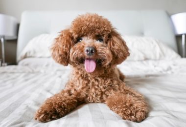 Poodle – Principais doenças