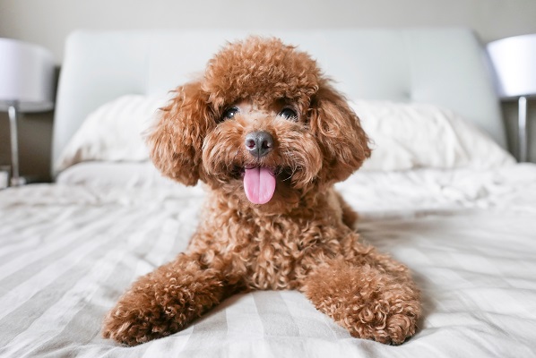 Poodle – Principais doenças