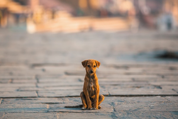 Cachorro abandonado na rua.