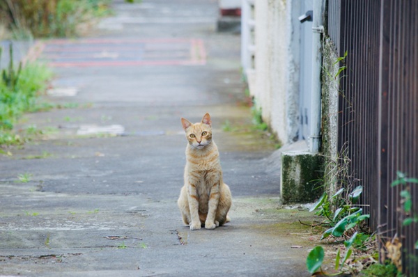 Gato abandonado na rua.