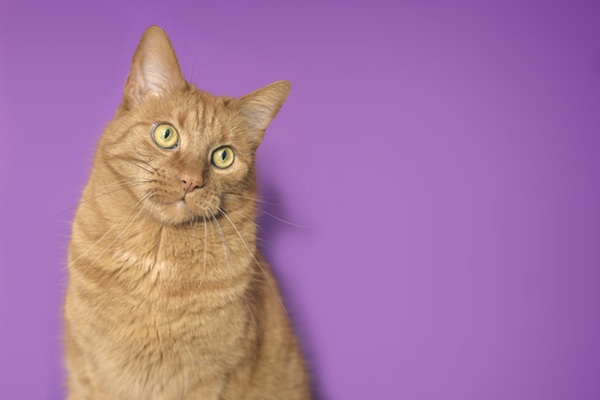 Brinde Petlove: conheça nossos mimos e saiba como ganhá-los!
