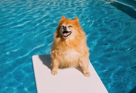 O Dezembro Laranja e a prevenção do câncer de pele em pets