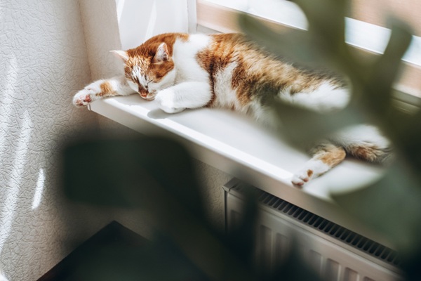 Gato tomando sol.
