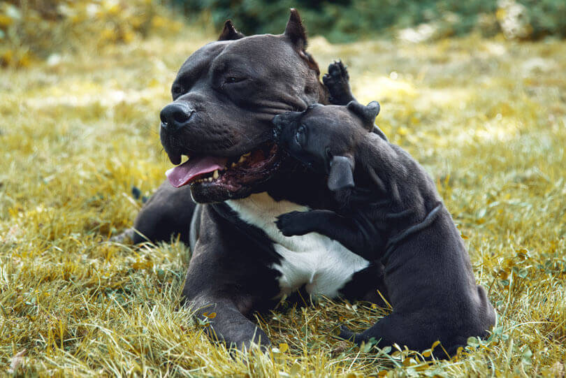 American Bully