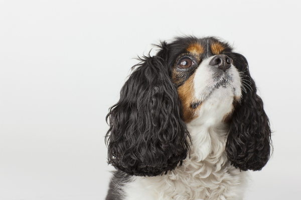 O temperamento do Cavalier King Charles Spaniel