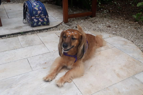 Petlove testa serviço de “match” entre pais de pets e médicos veterinários que atendem em domicílio