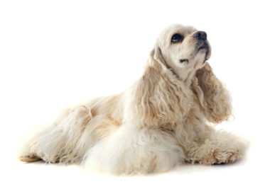 Curiosidades sobre o Cocker Spaniel Americano