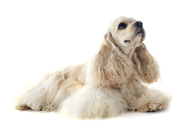 Curiosidades sobre o Cocker Spaniel Americano